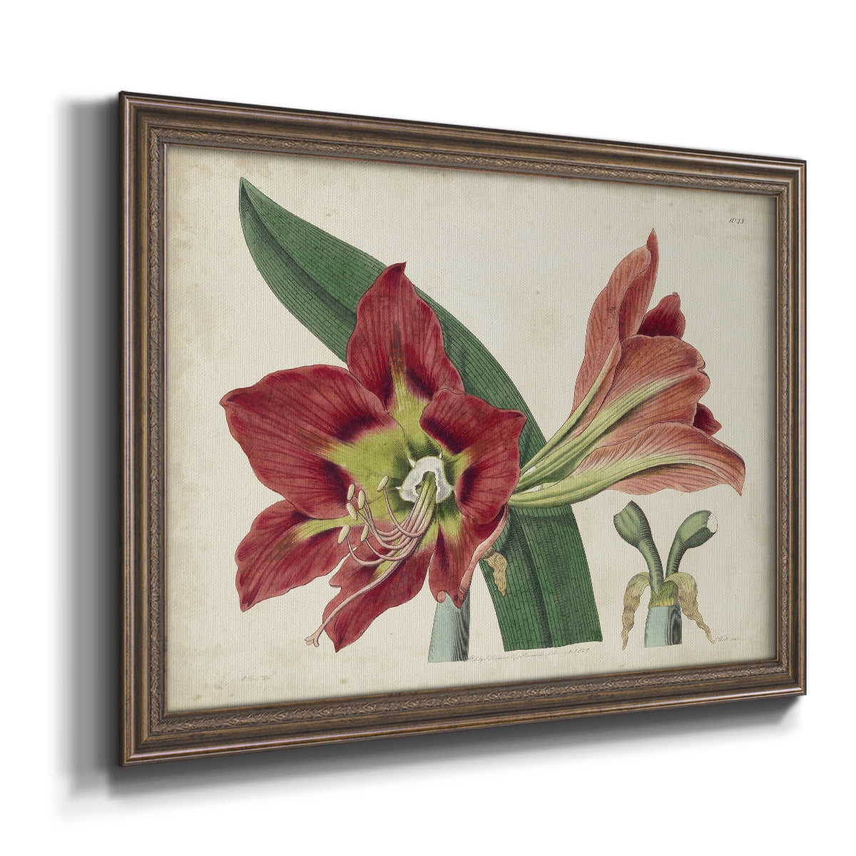 Amaryllis Splendor I Premium Framed Canvas- Ready to Hang