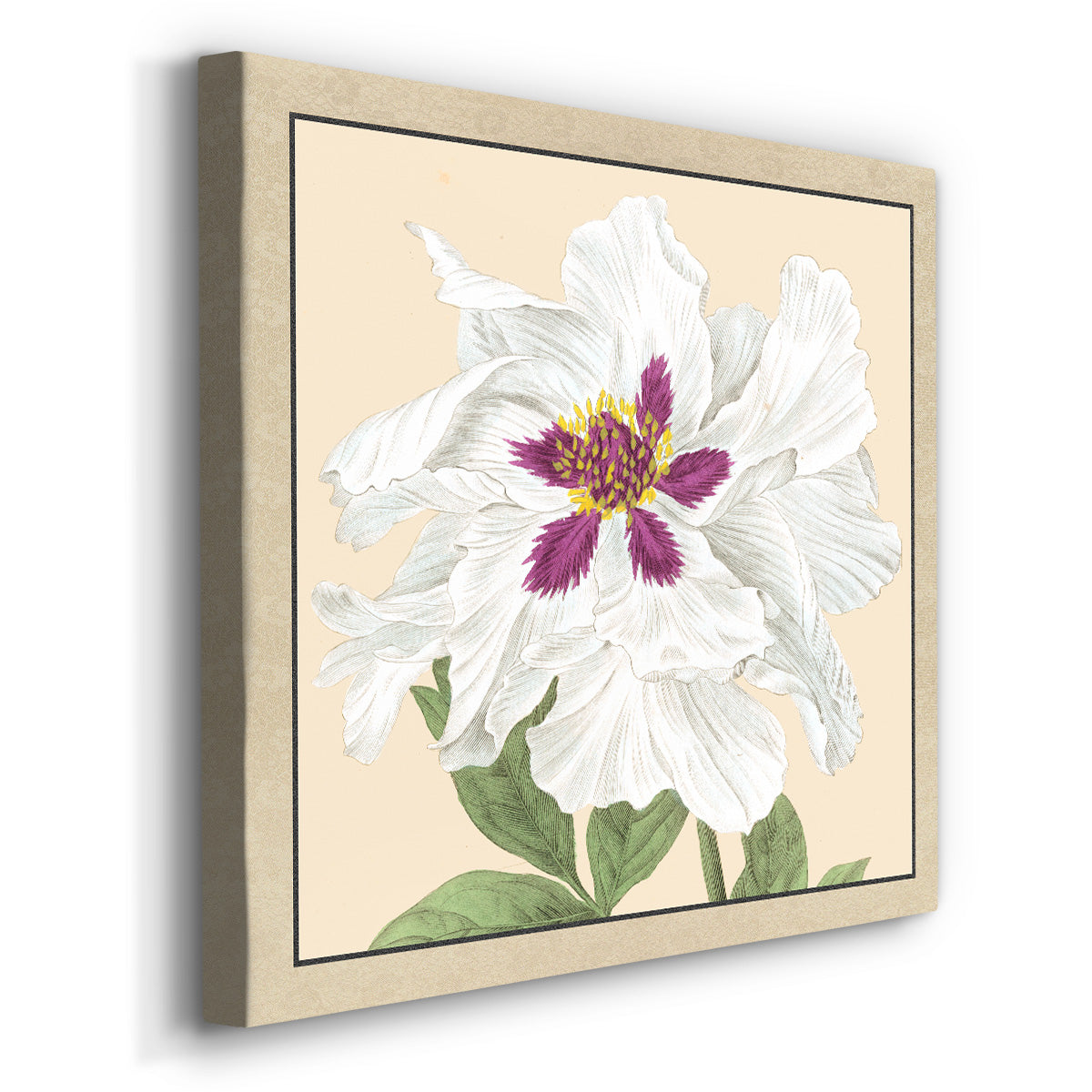 Peony Collection IV - Canvas Art Print