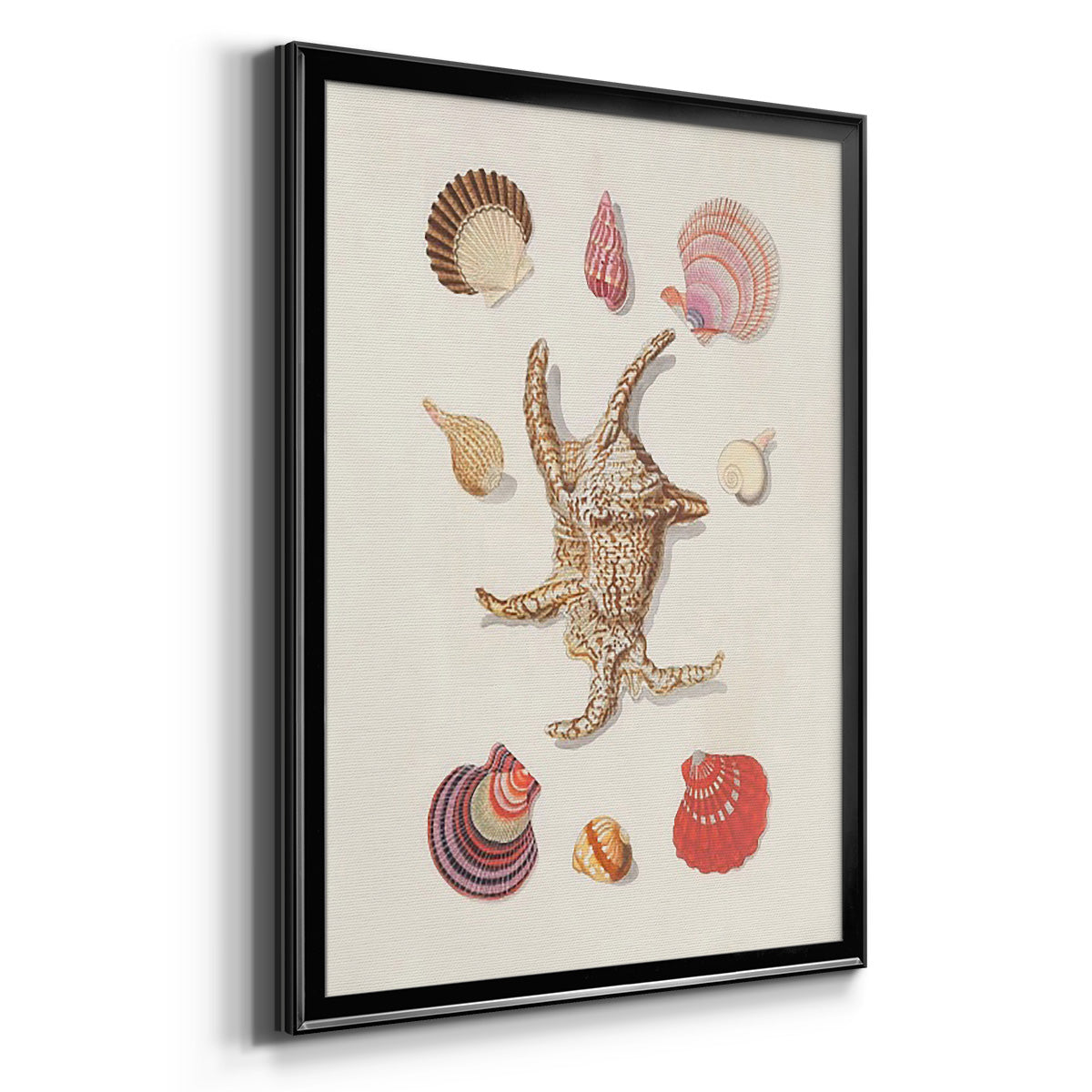 Knorr Shells & Coral II - Modern Framed Canvas Print