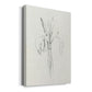 Neutral Iris Sketch II - Canvas Art Print