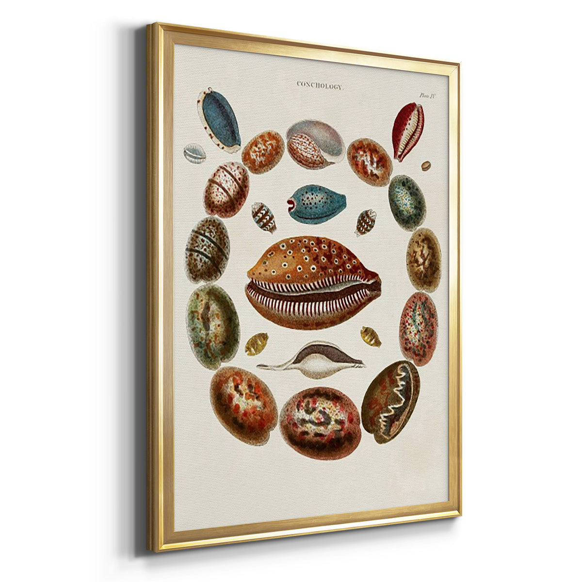 Spiral Shell Formation II - Modern Framed Canvas Print