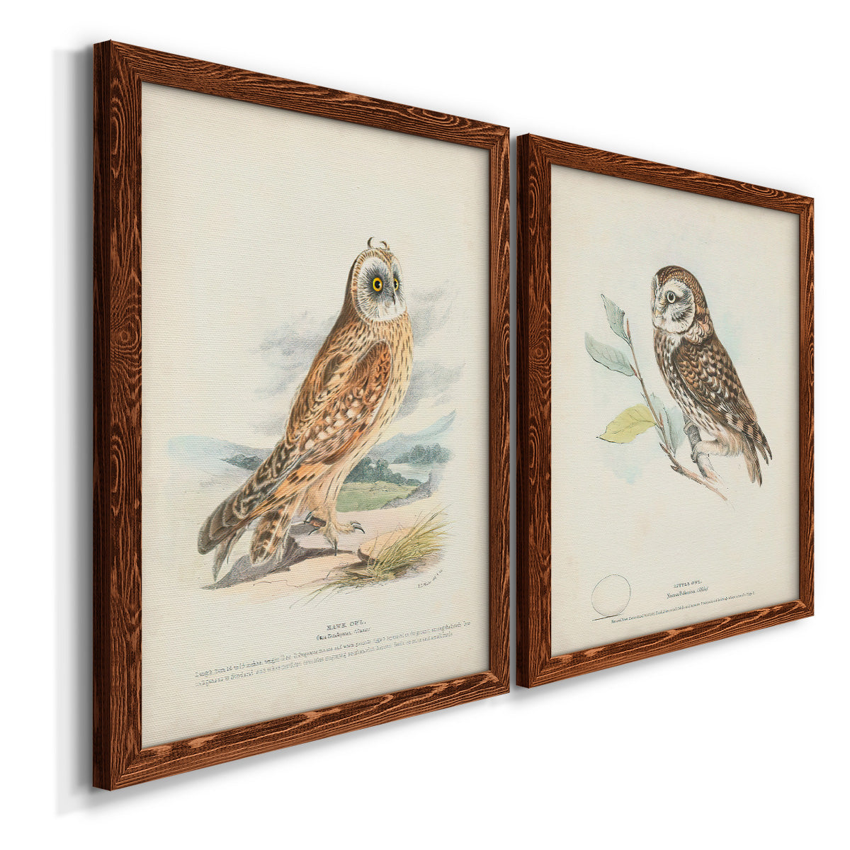 Hawk Owl - Premium Framed Canvas 2 Piece Set - Ready to Hang