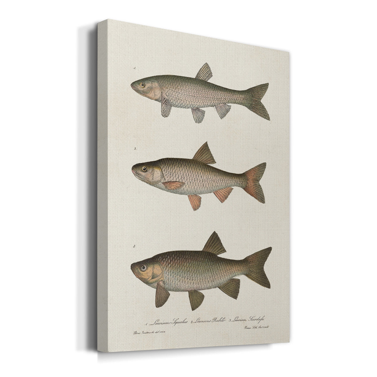 Species of Antique Fish IV Premium Gallery Wrapped Canvas - Ready to Hang