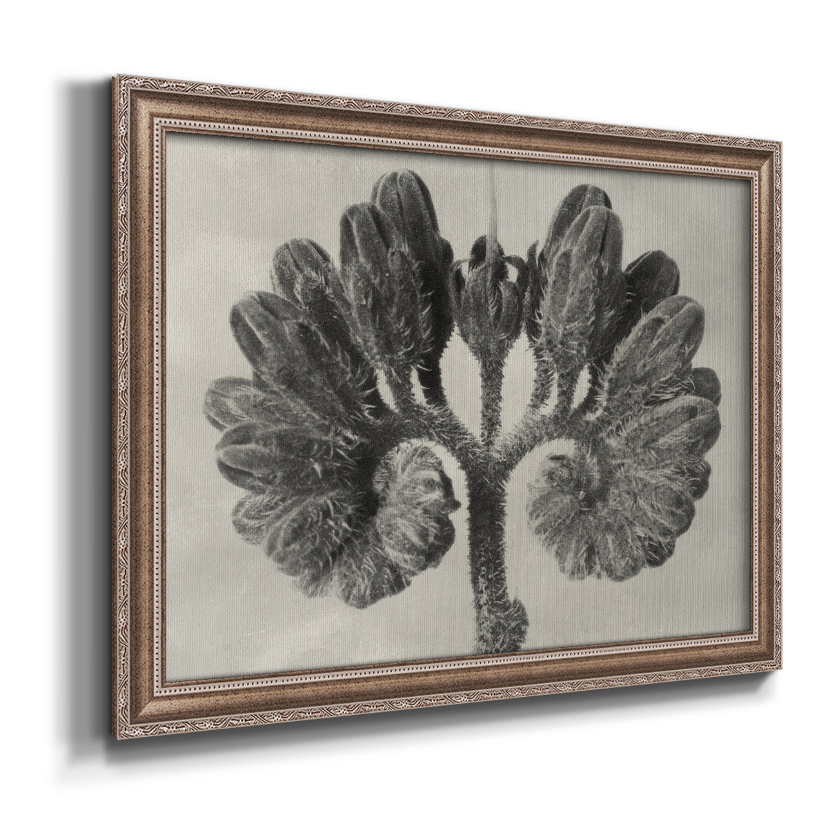 Blossfeldt Botanical VIII Premium Framed Canvas- Ready to Hang