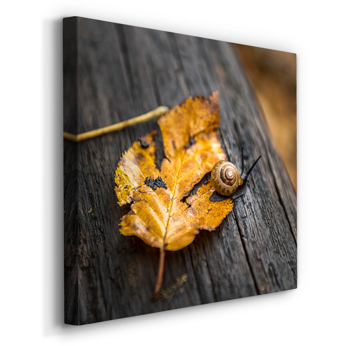 Snail's Pace - Canvas Art Print