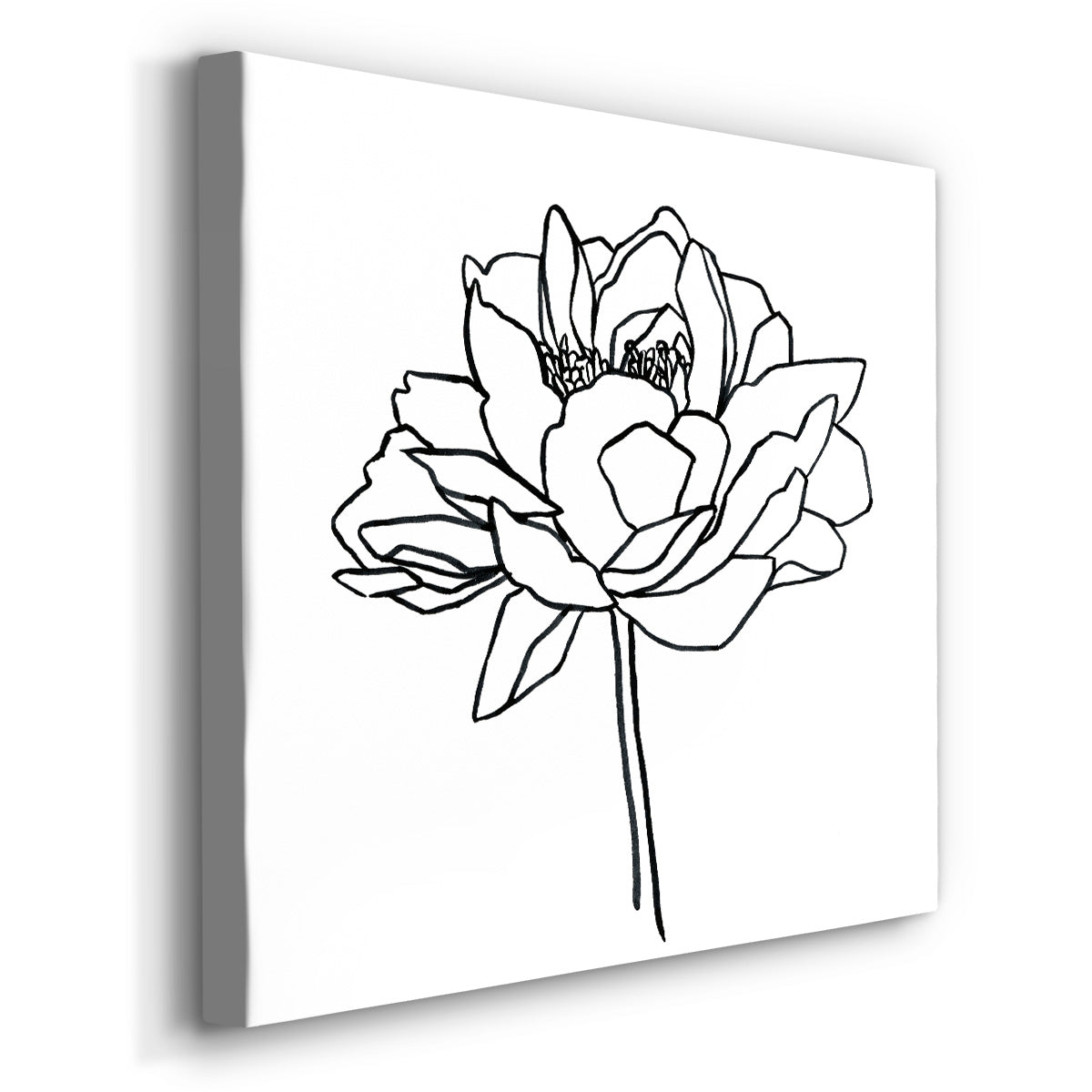 Peony Contour II - Canvas Art Print
