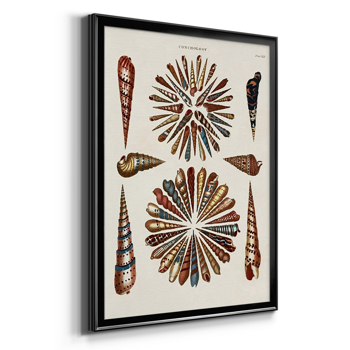 Spiral Shell Formation III - Modern Framed Canvas Print