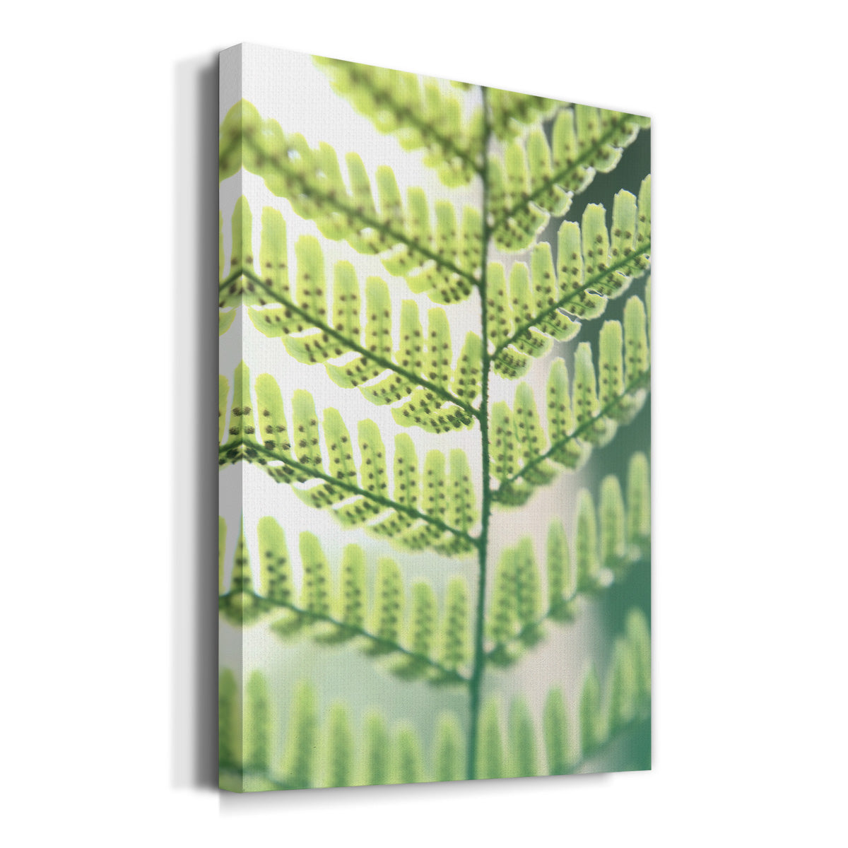 UA Fern Glow I Premium Gallery Wrapped Canvas - Ready to Hang