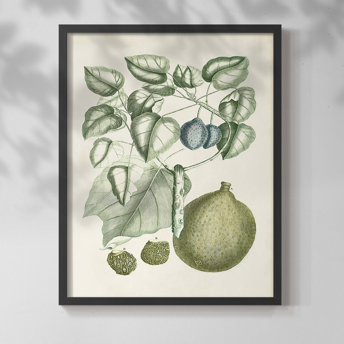 Buchoz Tropicals VIII - Restickable Framed Art Print