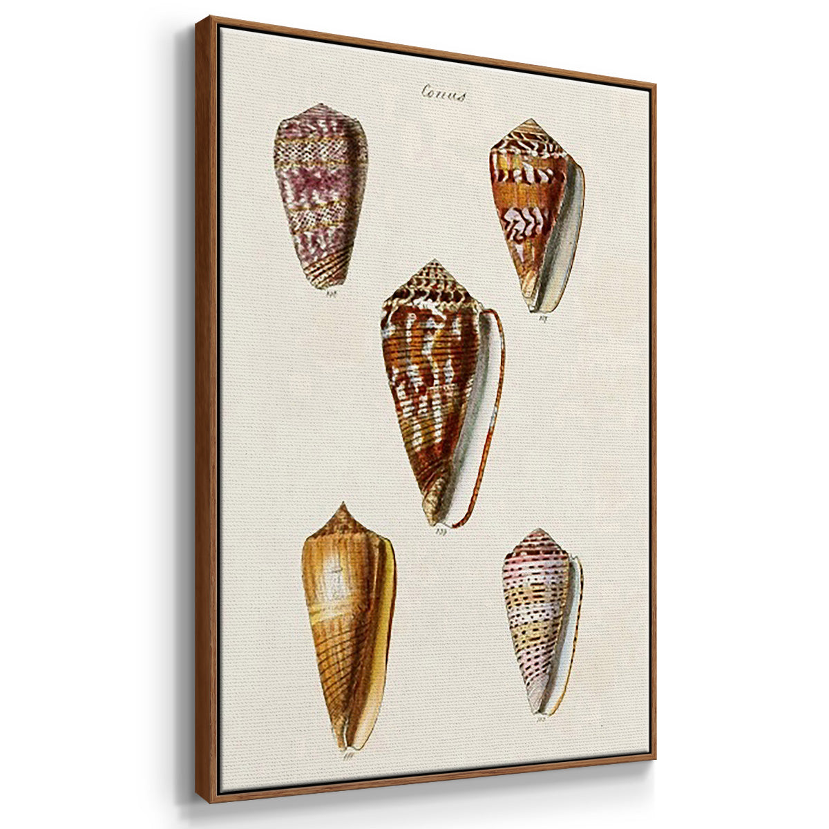 Cone Shell Collection IV - Framed Premium Gallery Wrapped Canvas L Frame 3 Piece Set - Ready to Hang