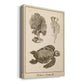 Sea Turtle Study I - Canvas Art Print