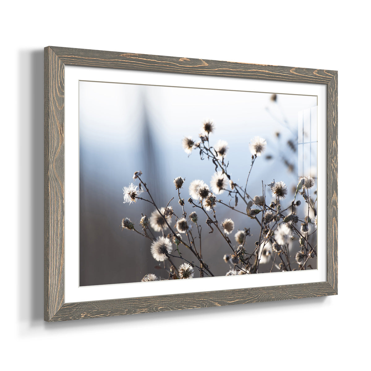 Spring Fluff - Barnwood Framed Art Print