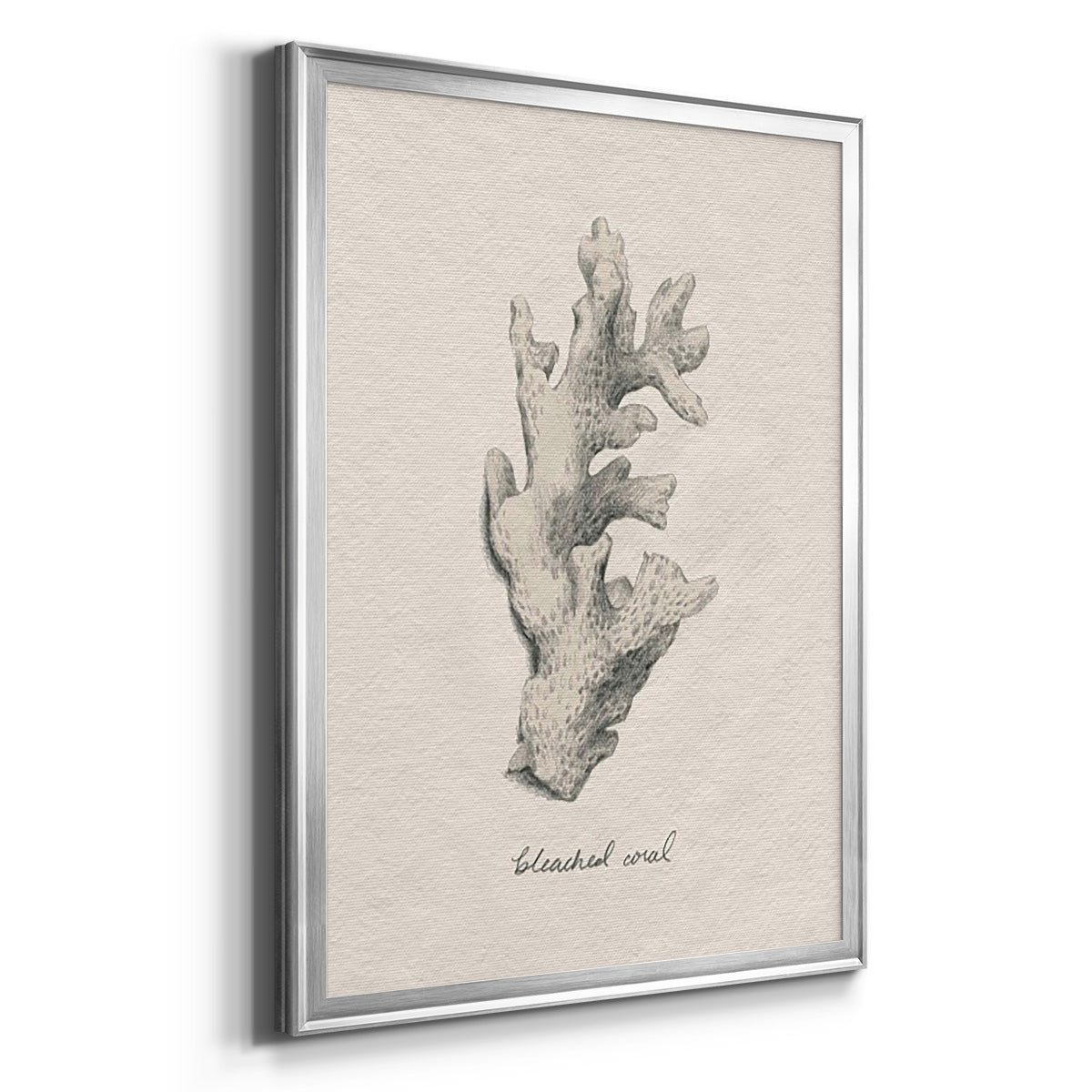 Shore Treasure Study II - Modern Framed Canvas Print