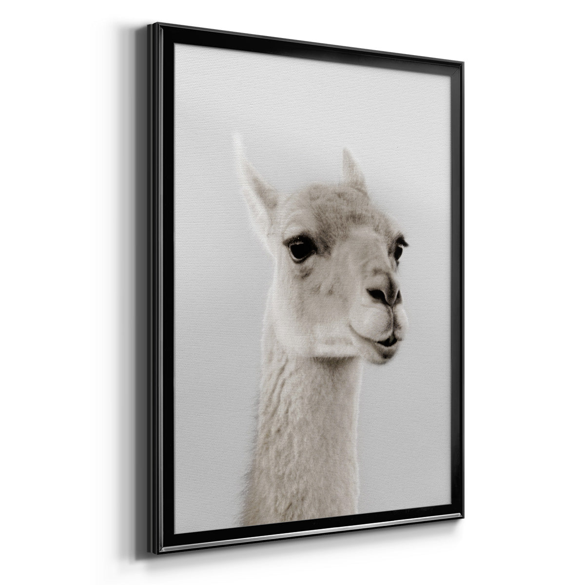 Soft Llama - Modern Framed Canvas Print