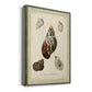 Bookplate Shells VII Premium Gallery Wrapped Canvas - Ready to Hang