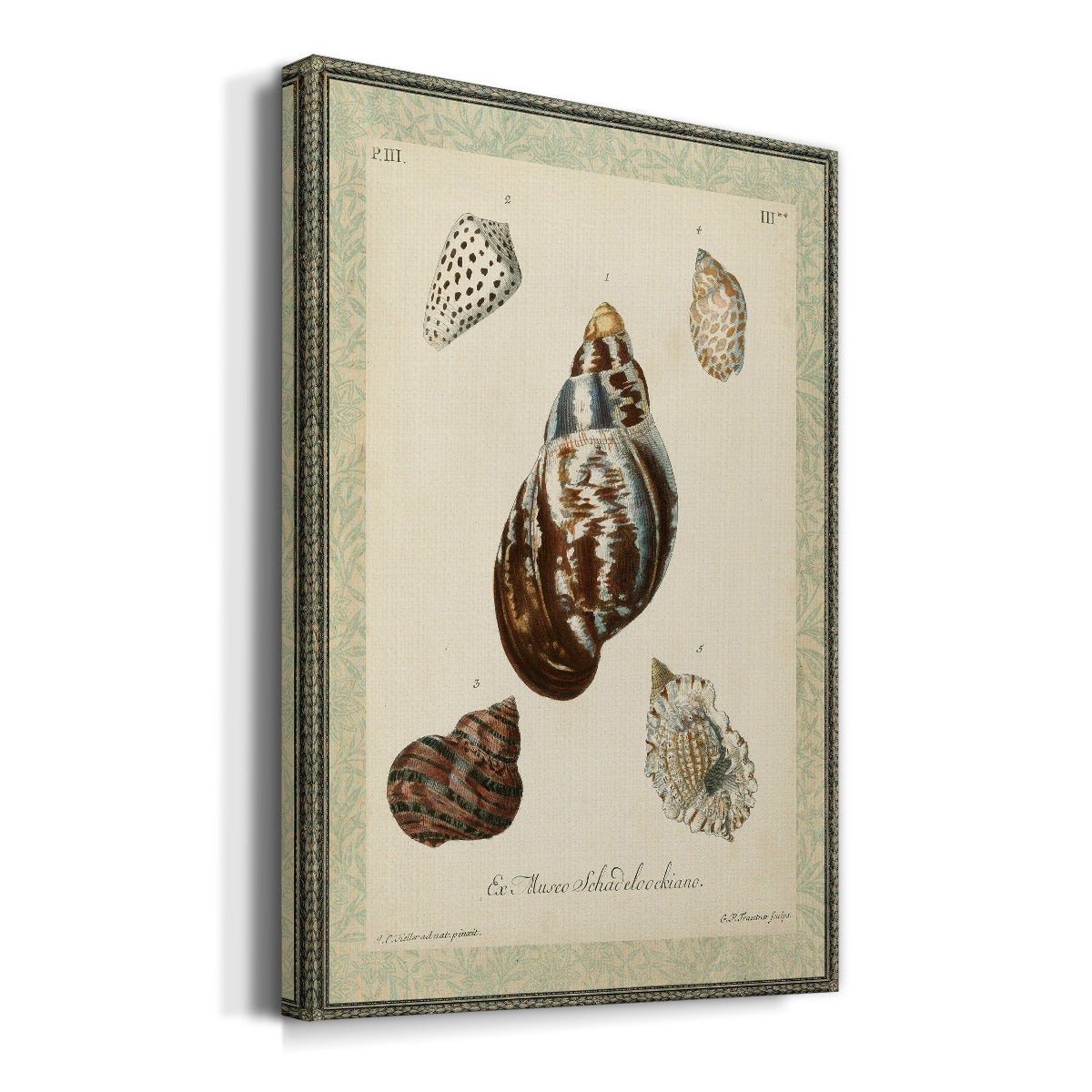 Bookplate Shells VII Premium Gallery Wrapped Canvas - Ready to Hang