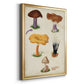 Mushroom Species VII - Modern Framed Canvas Print
