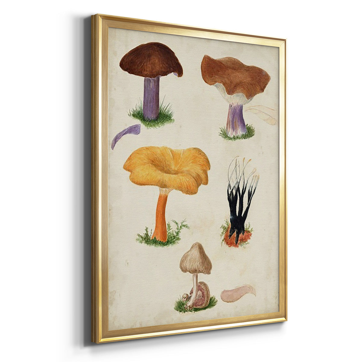 Mushroom Species VII - Modern Framed Canvas Print