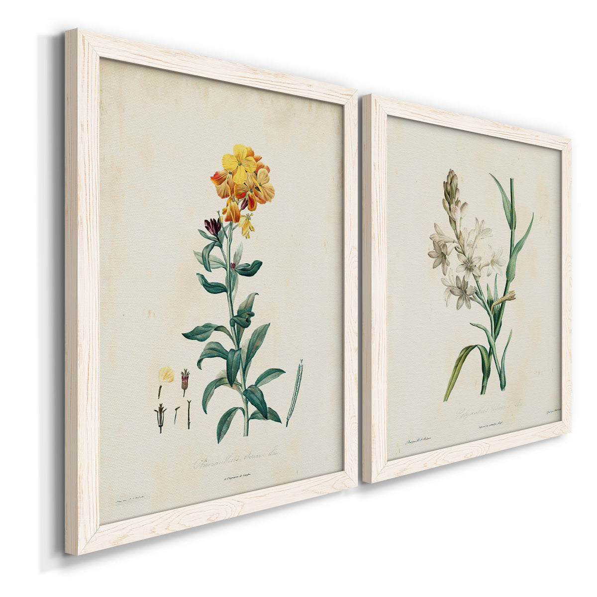 Traditional Botanical III - Premium Framed Canvas 2 Piece Set - Ready to Hang