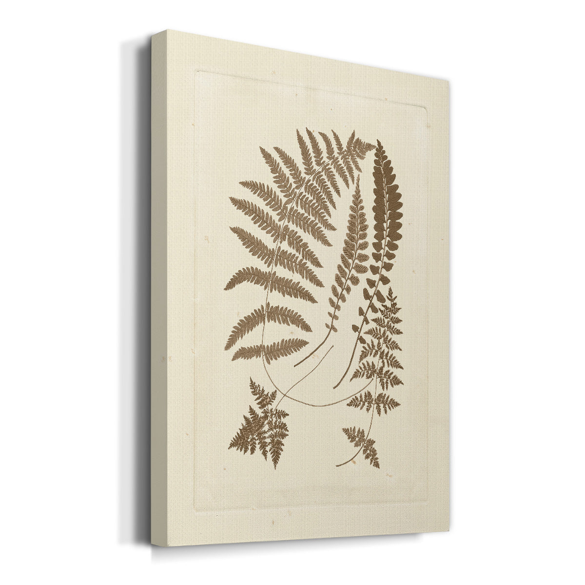 Sepia Ferns II - Canvas Art Print