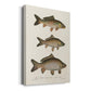 Species of Antique Fish I Premium Gallery Wrapped Canvas - Ready to Hang