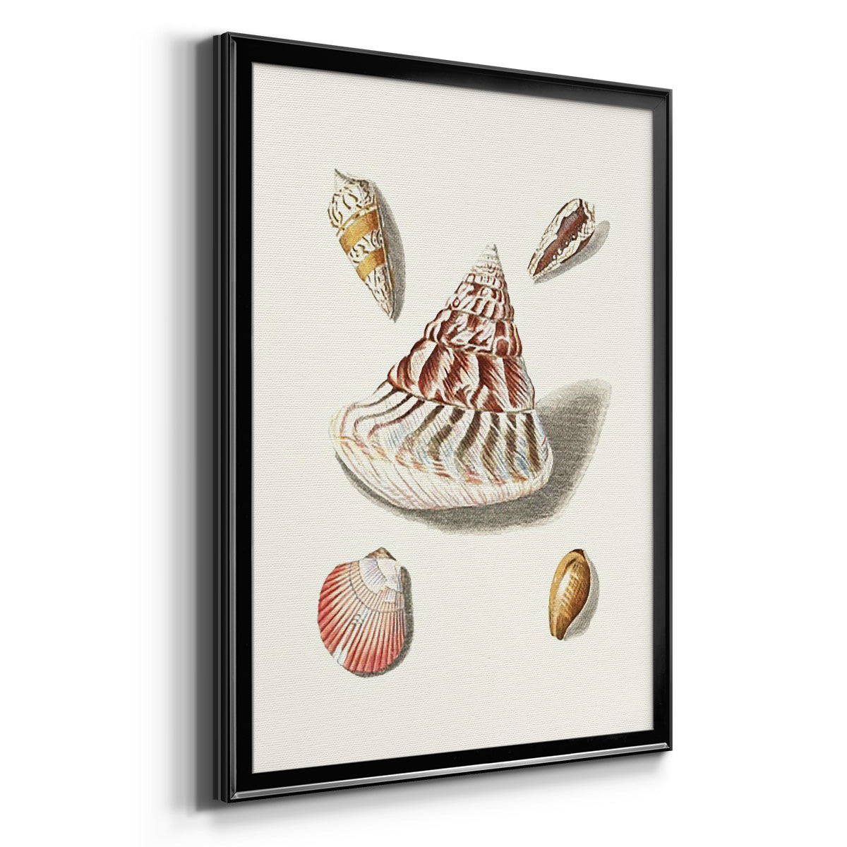 Pastel Knorr Shells VII - Modern Framed Canvas Print