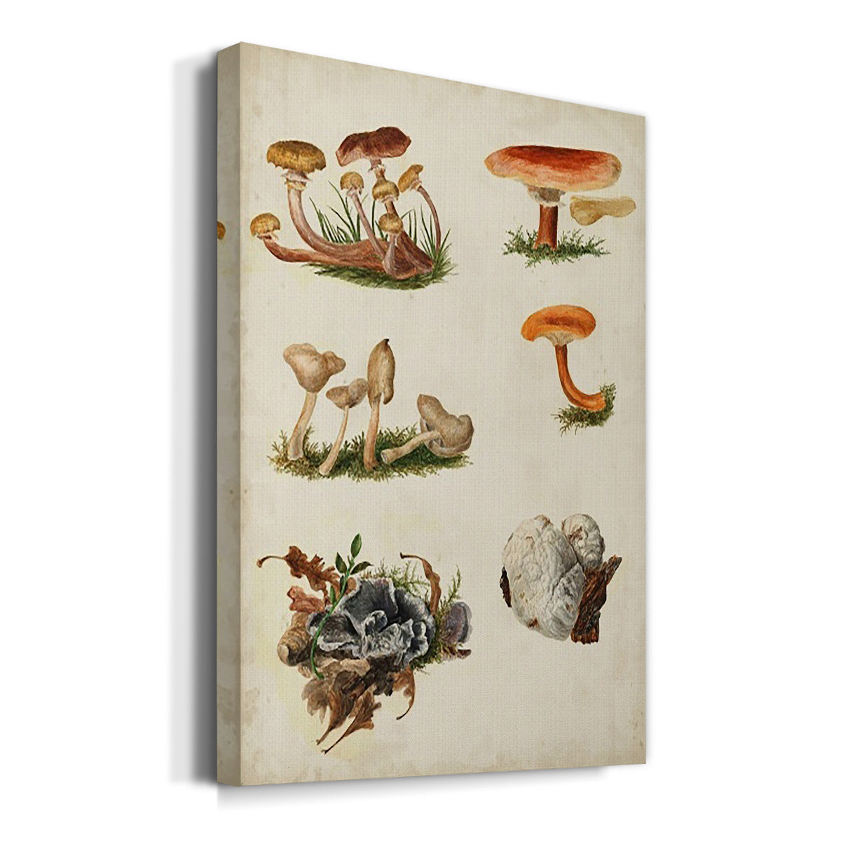 Mushroom Species X - Canvas Art Print