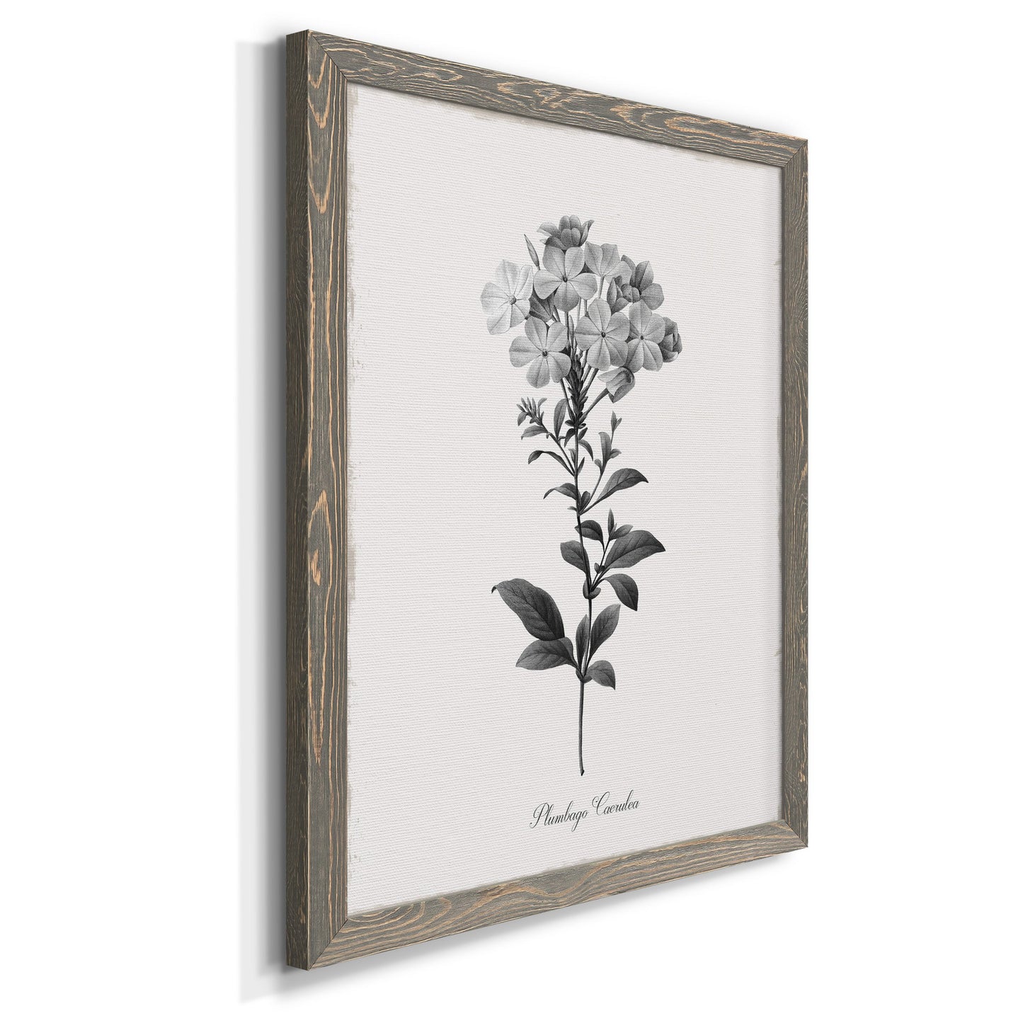 Simply Cape Leadwort - Premium Canvas Framed in Barnwood - Ready to Hang