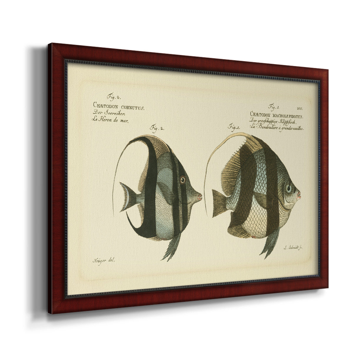 Bloch Antique Fish I Premium Framed Canvas- Ready to Hang