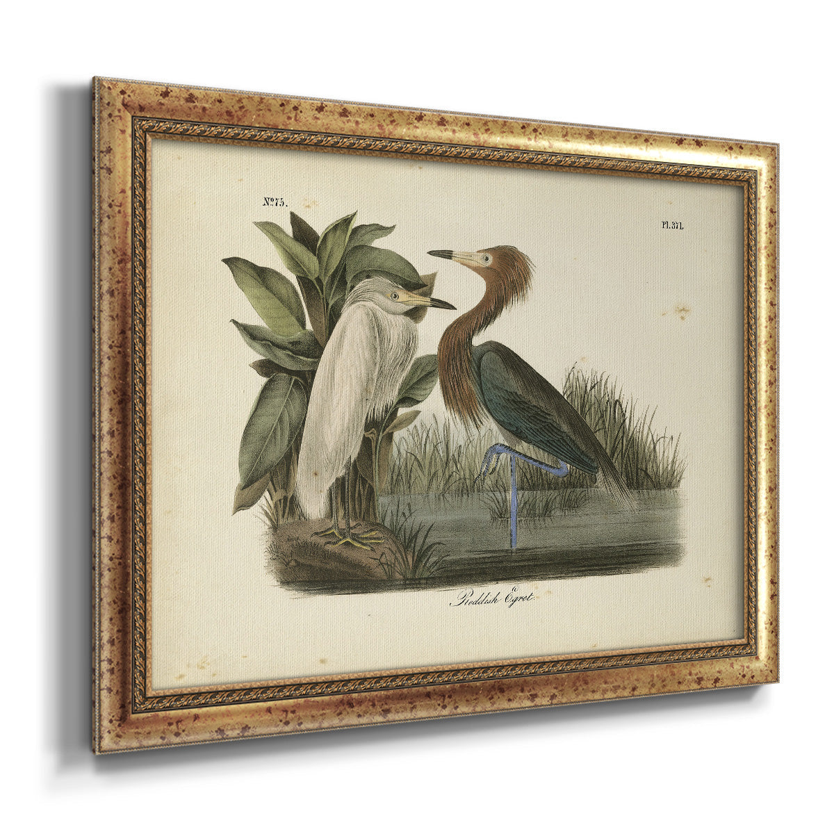 Audubons Reddish Egret Premium Framed Canvas- Ready to Hang