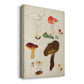 Mushroom Species XI - Canvas Art Print