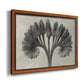 Vintage botanical plant study photograph by Karl Blossfeldt printed on canvas in an ornate vintage burl wood frame.