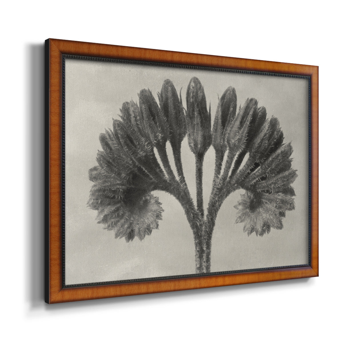 Vintage botanical plant study photograph by Karl Blossfeldt printed on canvas in an ornate vintage burl wood frame.