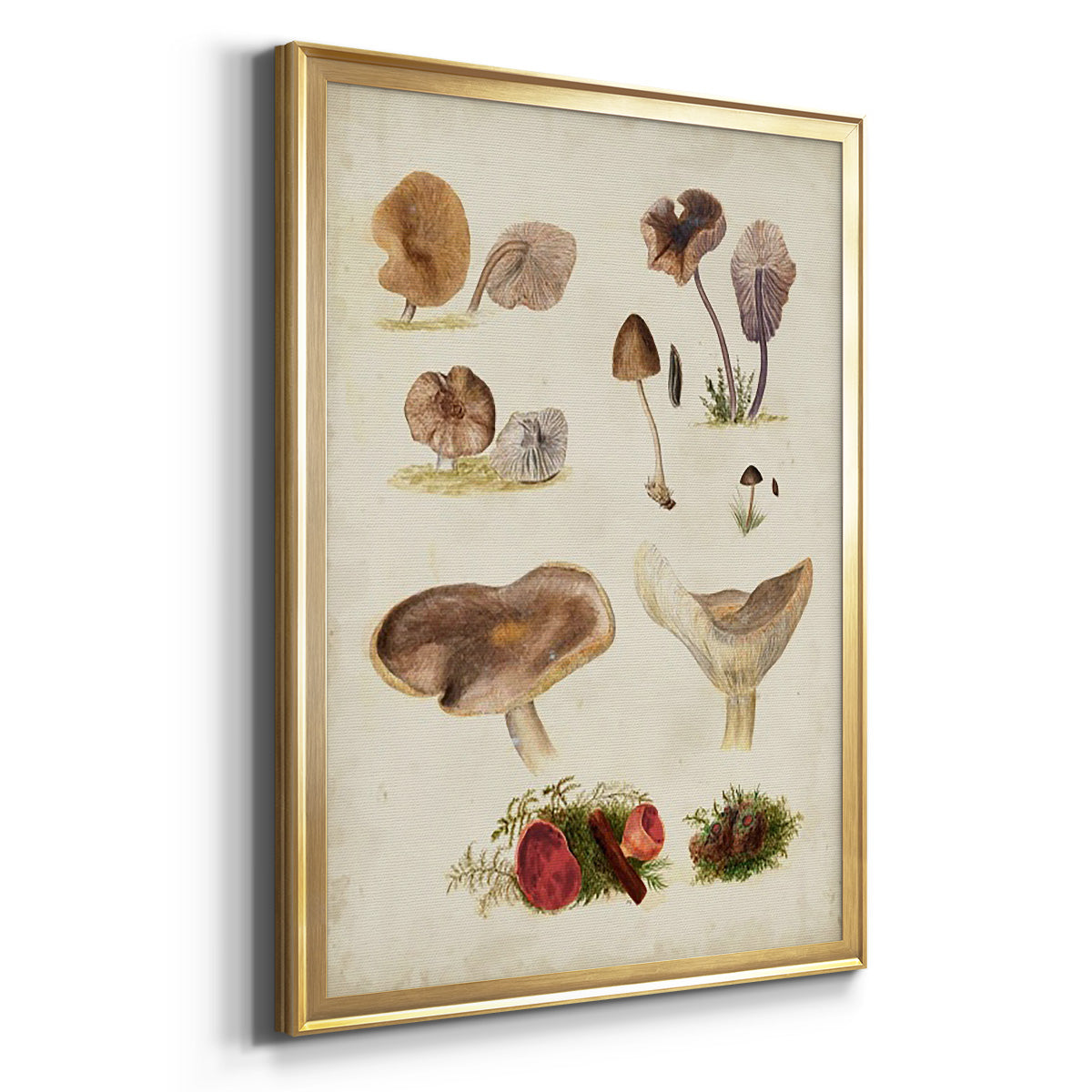 Mushroom Species III - Modern Framed Canvas Print
