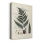 Collected Ferns VI Premium Gallery Wrapped Canvas - Ready to Hang