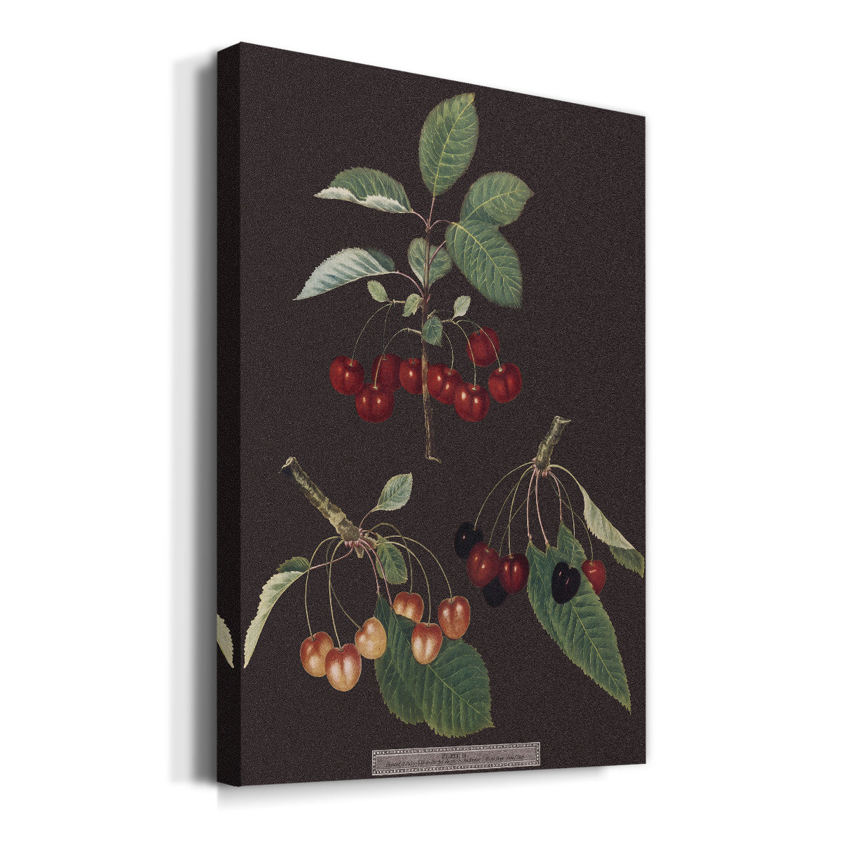 Brookshaw Cherries - Canvas Art Print