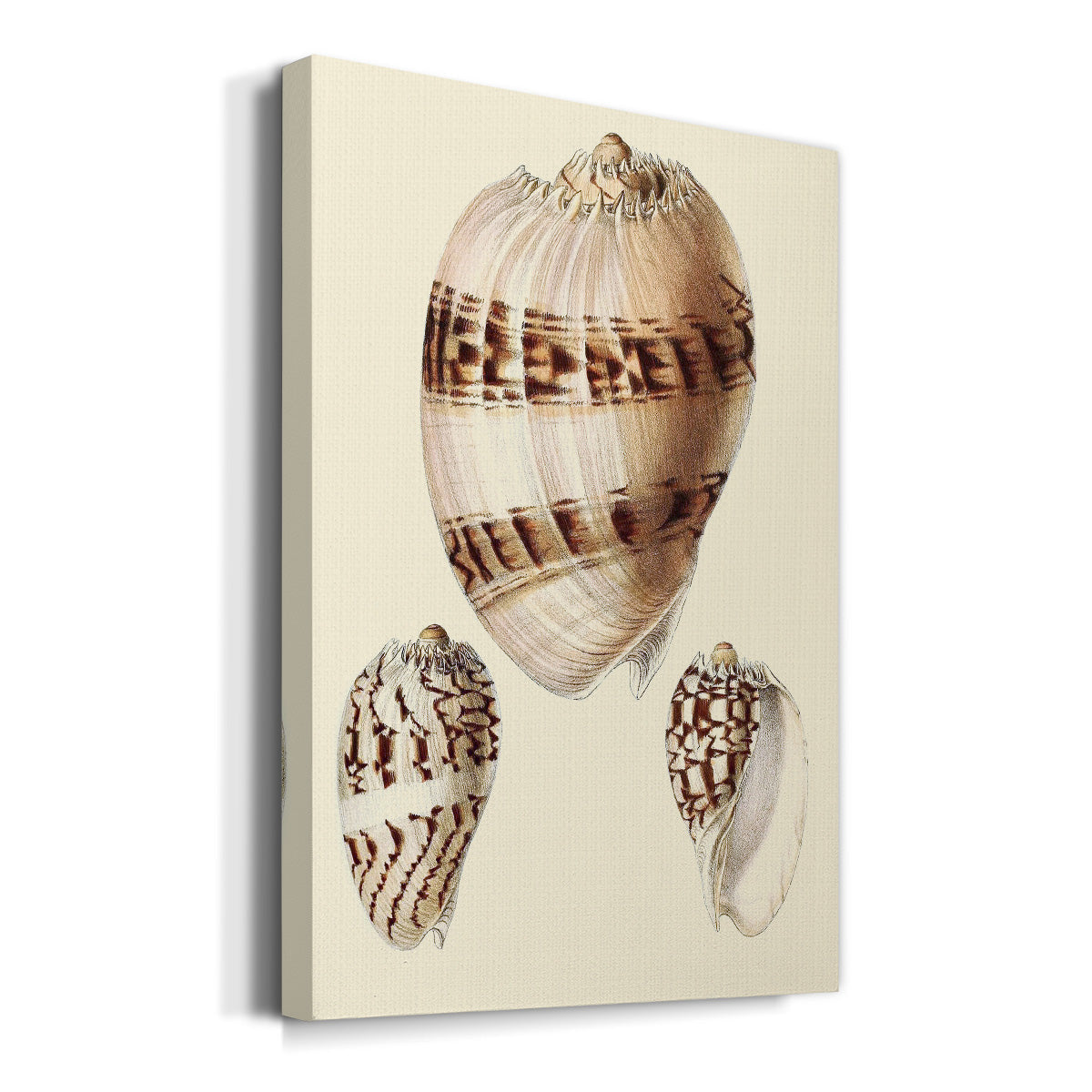 Splendid Shells V Premium Gallery Wrapped Canvas - Ready to Hang