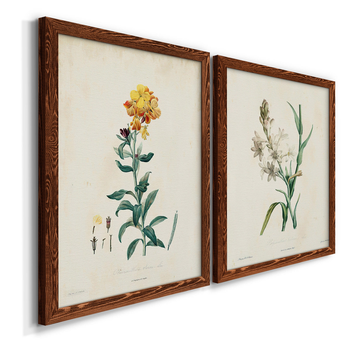 Traditional Botanical III - Barnwood Framed Canvas Set