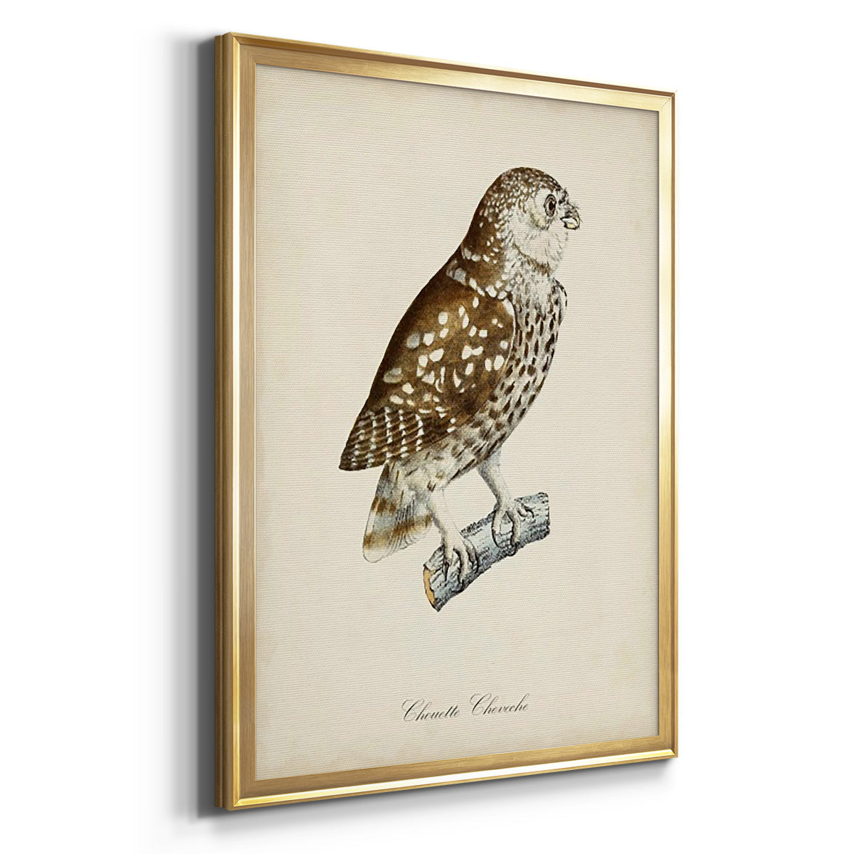 French Owls I - Modern Framed Canvas Print