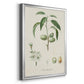 Antique Almond Botanical I - Modern Framed Canvas Print