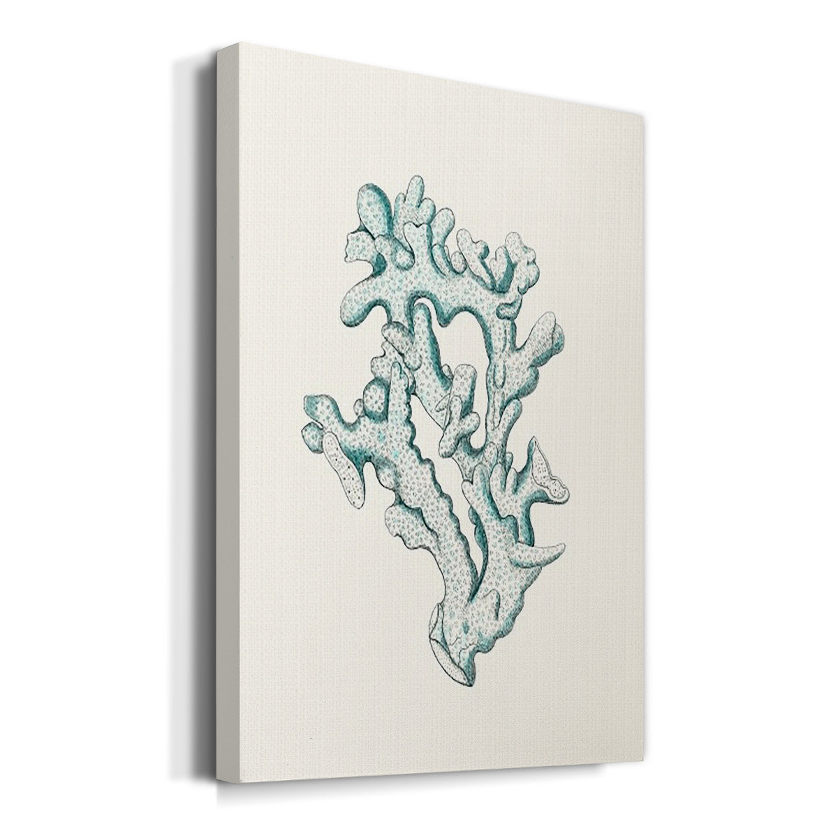 Antique Coastal Coral IV - Canvas Art Print