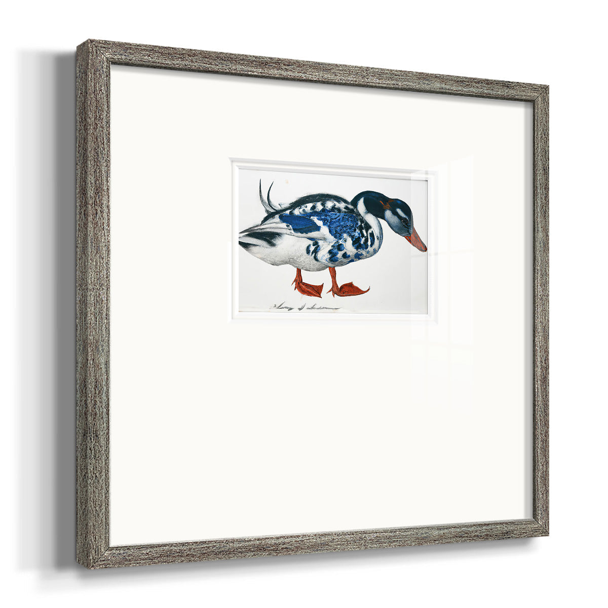 Blue Mallard Premium Framed Print Double Matboard