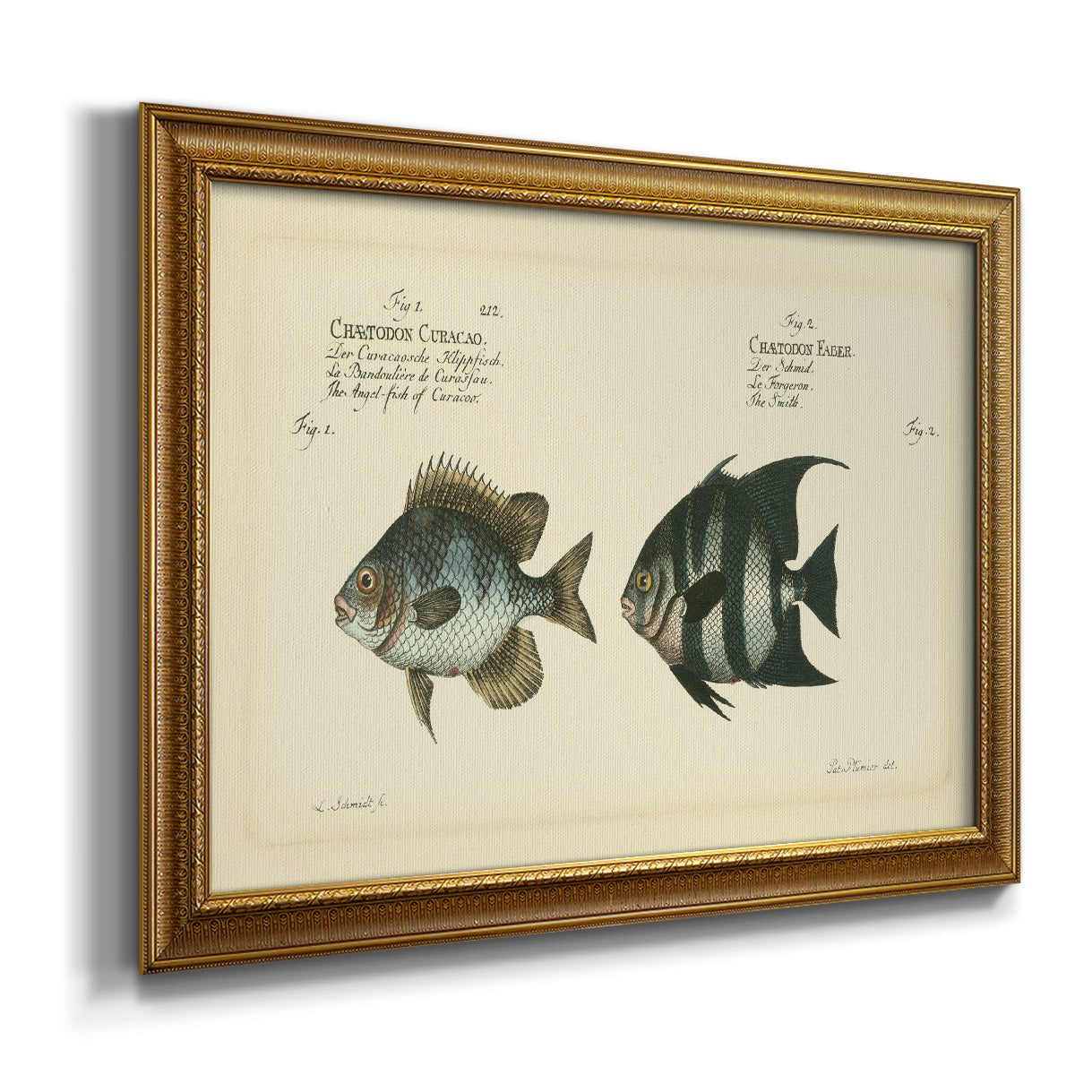 Bloch Antique Fish II Premium Framed Canvas- Ready to Hang