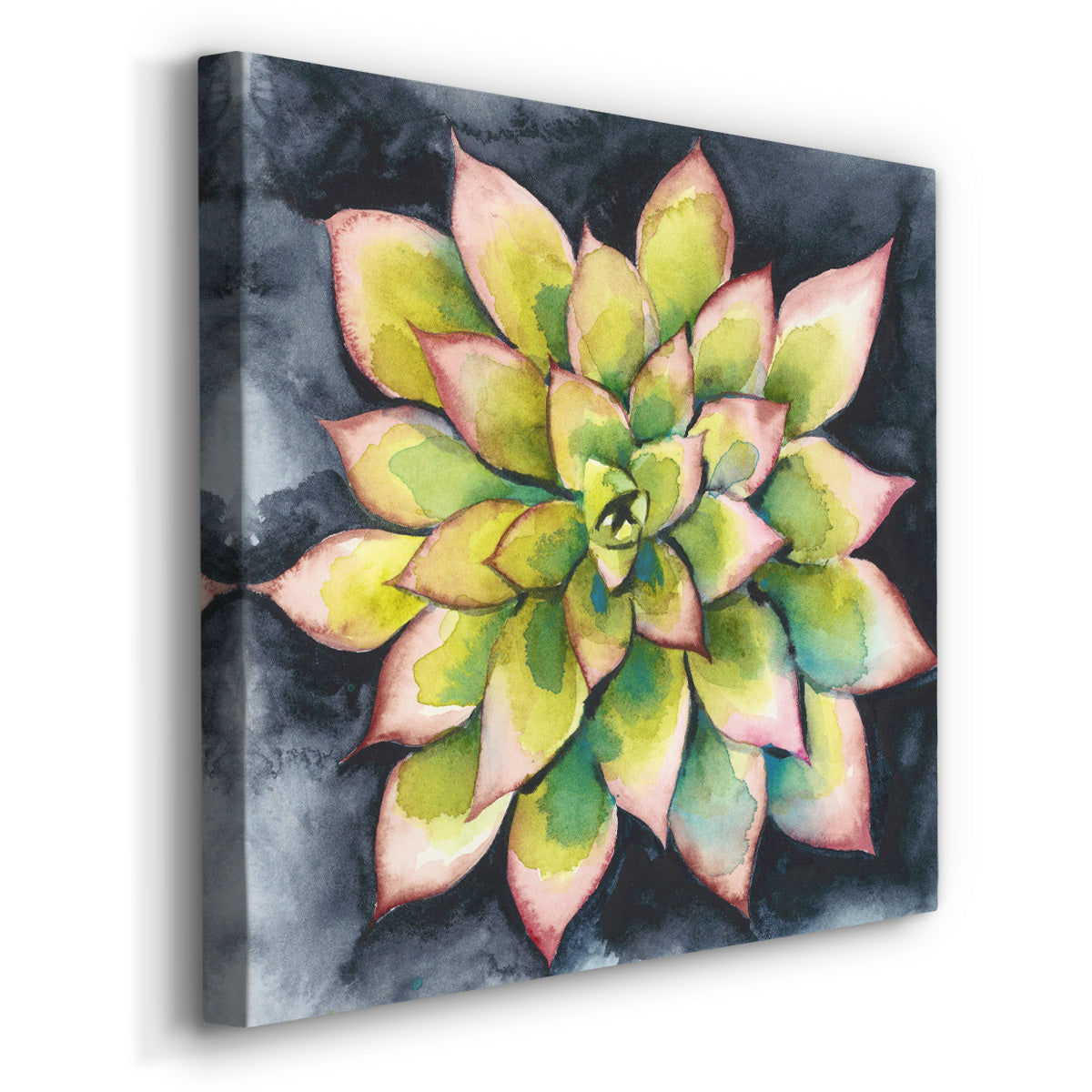 Succulent Rosette IV - Canvas Art Print