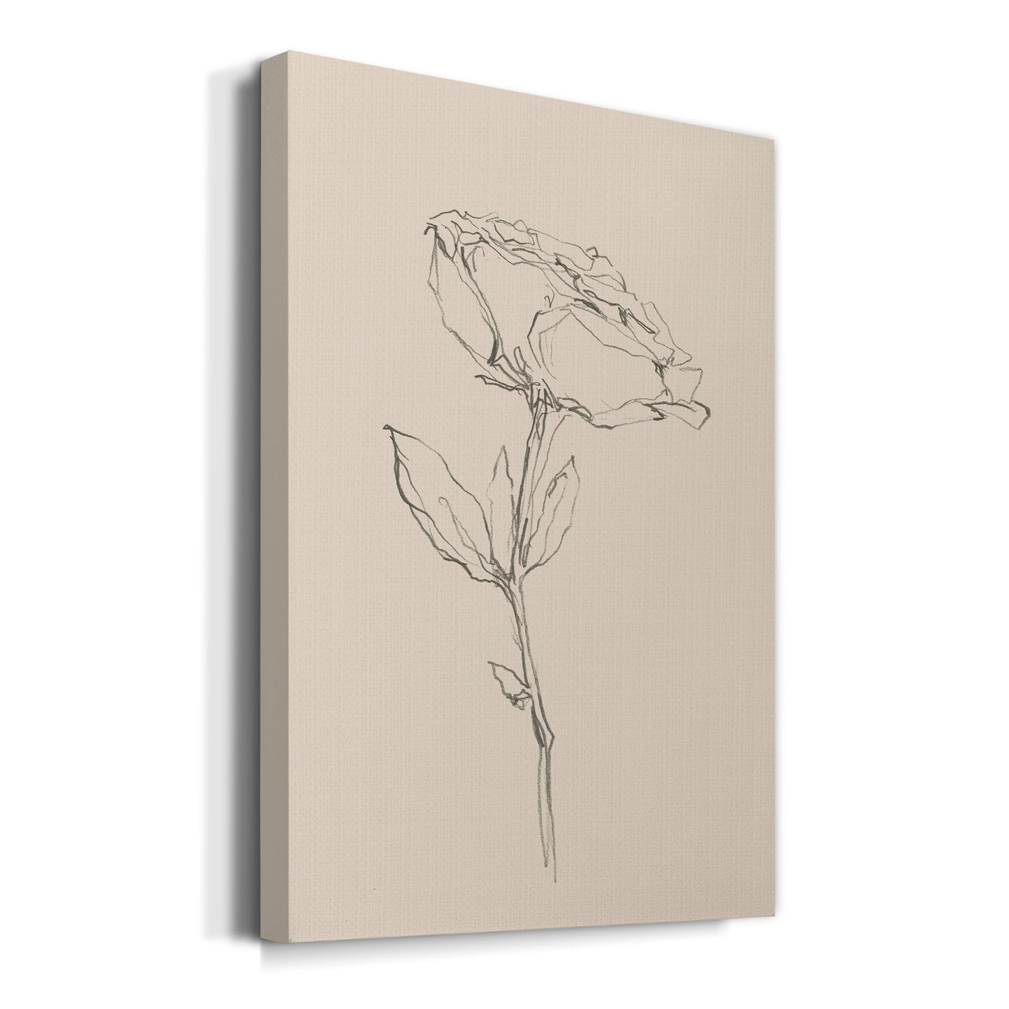 Floral Contour Study IV Premium Gallery Wrapped Canvas - Ready to Hang