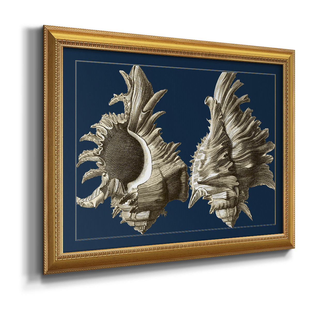 Conch Shells on Navy II Premium Framed Canvas- Ready to Hang