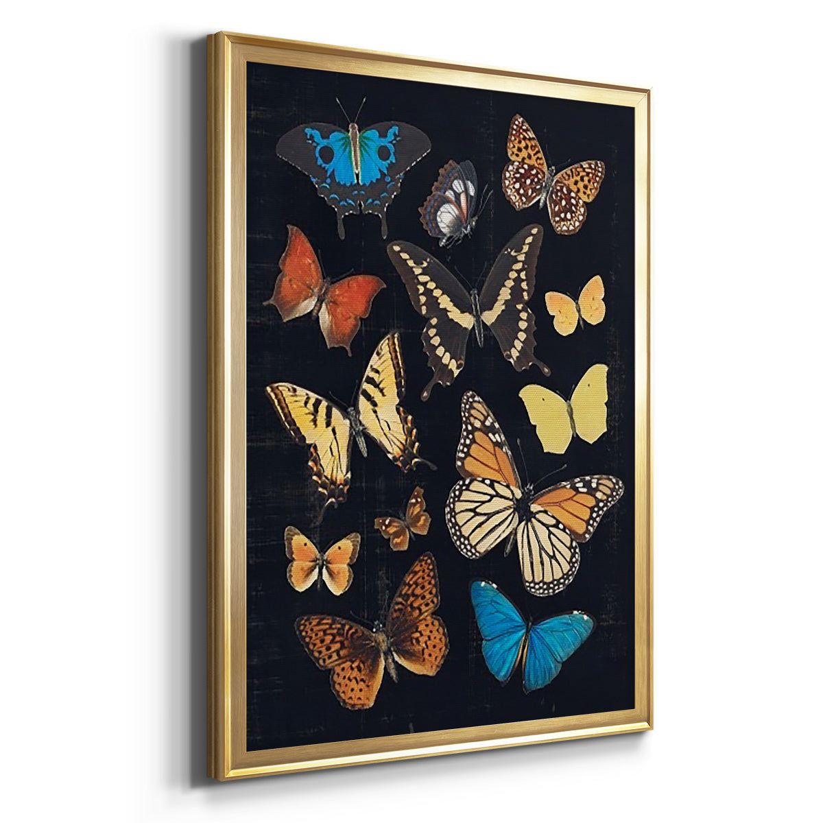 Collected Flutter IV - Modern Framed Canvas Print