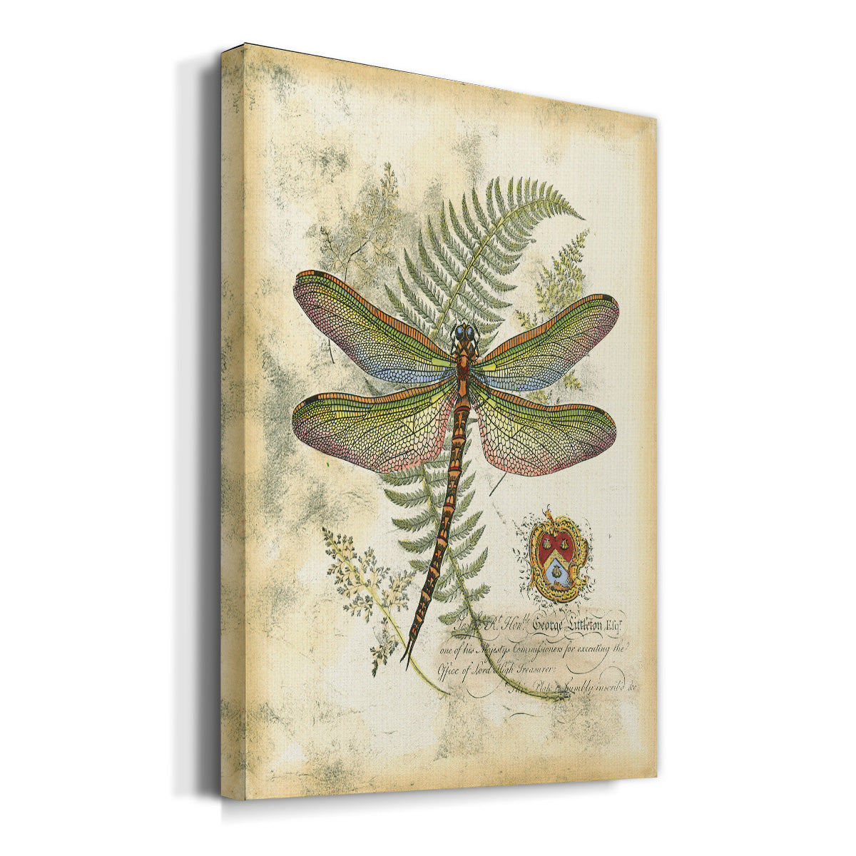 Regal Dragonfly I (PP)  - Canvas Art Print