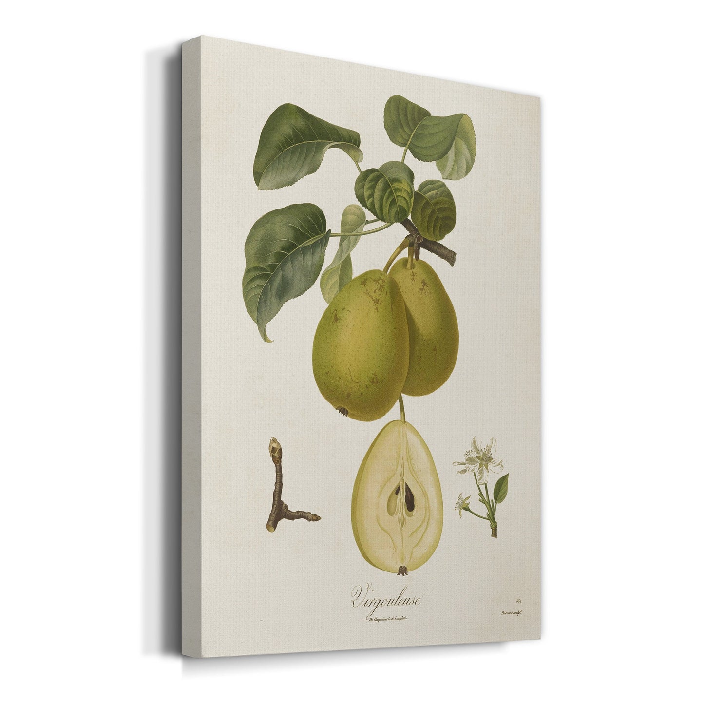 Vintage Pears III Premium Gallery Wrapped Canvas - Ready to Hang