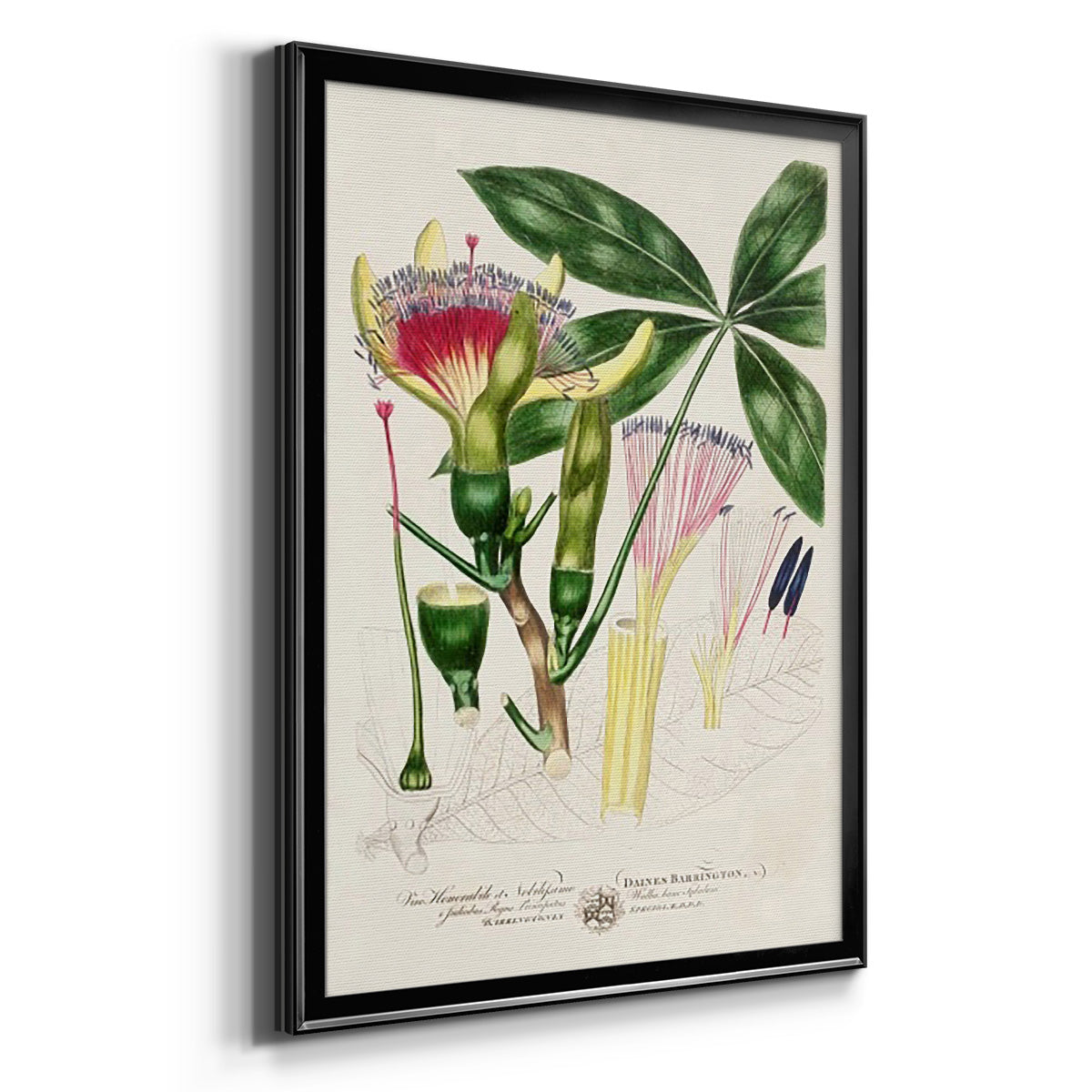 Imperial Tropical Botanical II - Modern Framed Canvas Print